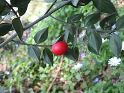 Image of butcher's broom