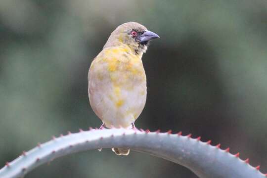 Image of Village Weaver