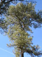 Image of pitch pine