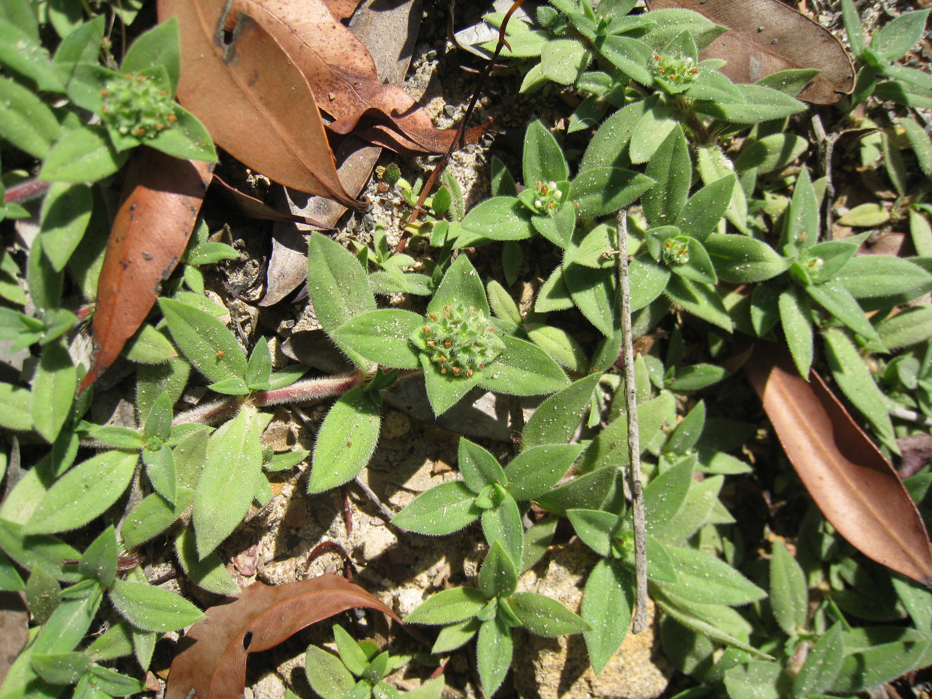 Image of Mexican clover