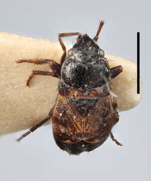 Pionosomus trichopterus (Thomson 1870) resmi