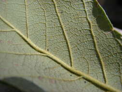 Image of netleaf oak