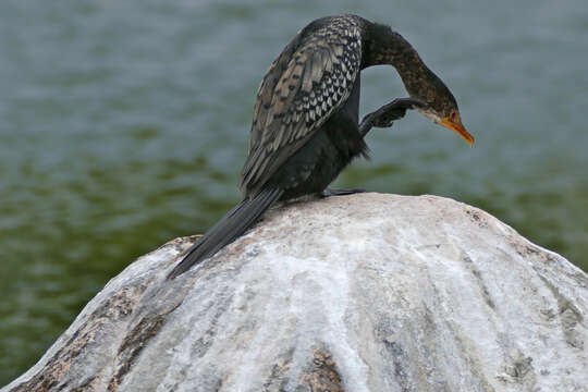 Image of Long-tailed Cormorant