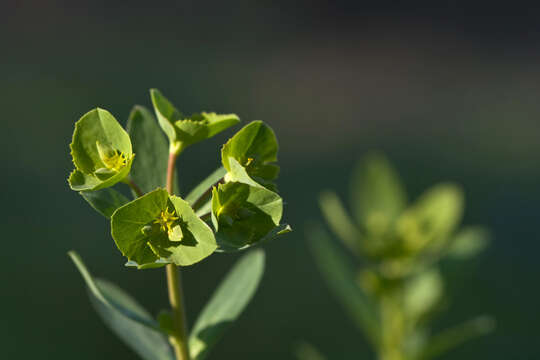 Image of Geraldton carnation weed