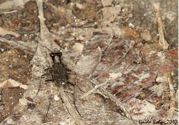 Image of Cicindela (Hipparidium) heros Fabricius 1801