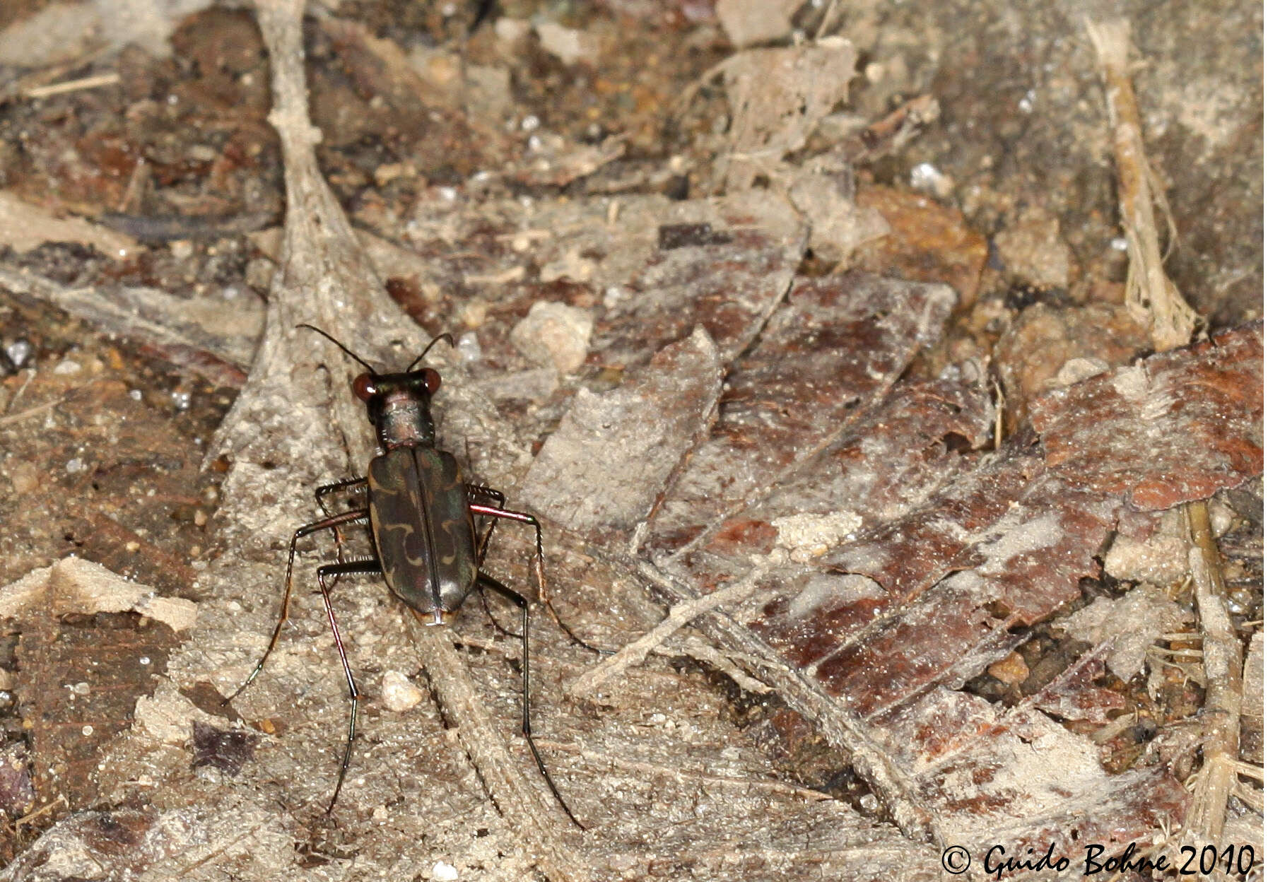 Image de Cicindela (Hipparidium) heros Fabricius 1801