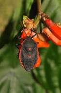 Image of dinidorid bugs