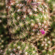 Image of Hester's foxtail cactus