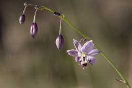 Image of rock lily