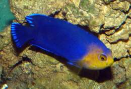 Image of Cherub Pygmy Angelfish