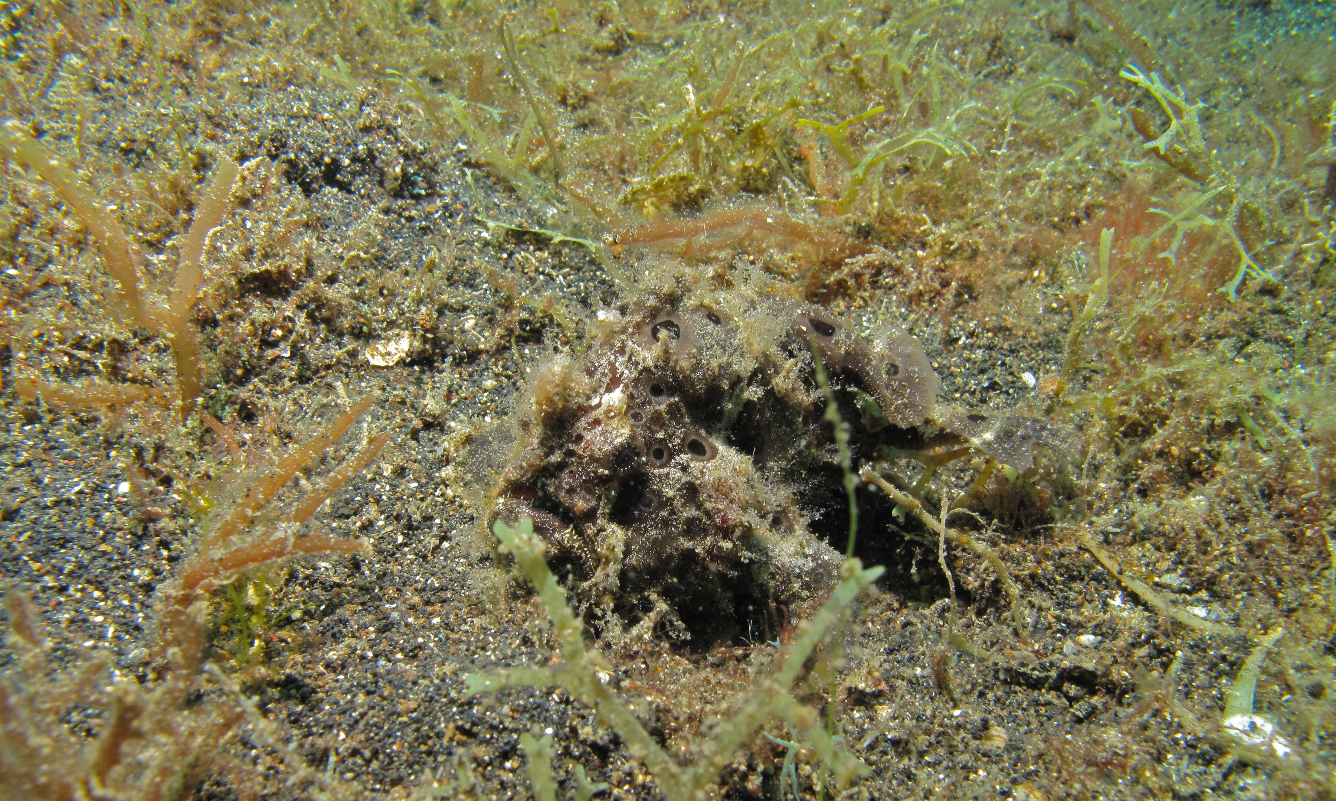 Image of Painted frogfish