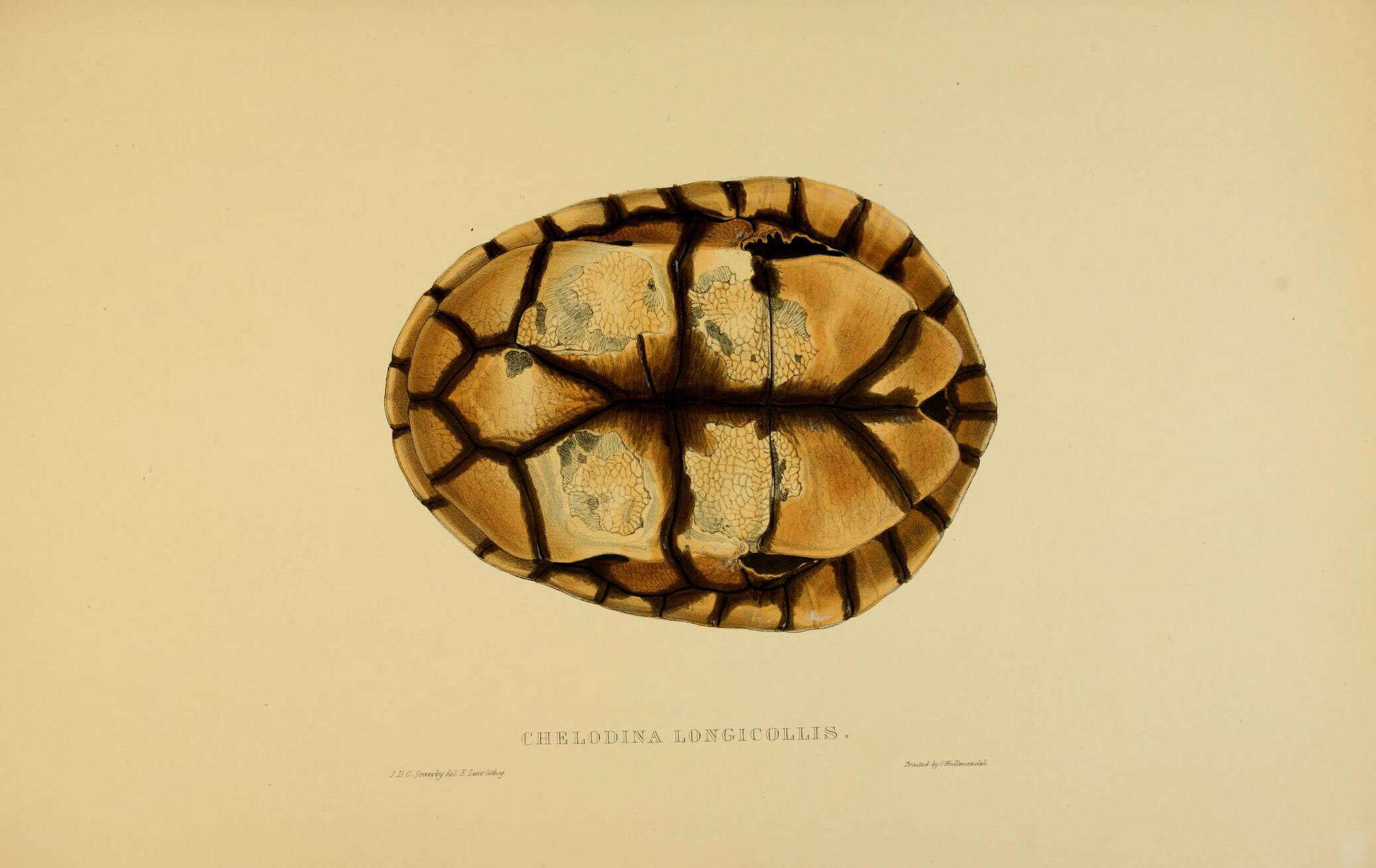 Image of Siebenrock’s Snake-necked Turtle; oblonga