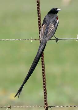 Image of Long-tailed Whydah