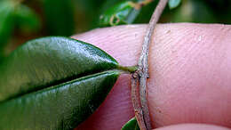 Image de Myrcia sylvatica (G. Meyer) DC.