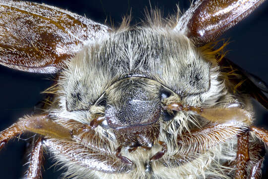 Image of Common cockchafer