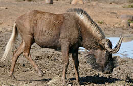 Image of wildebeest