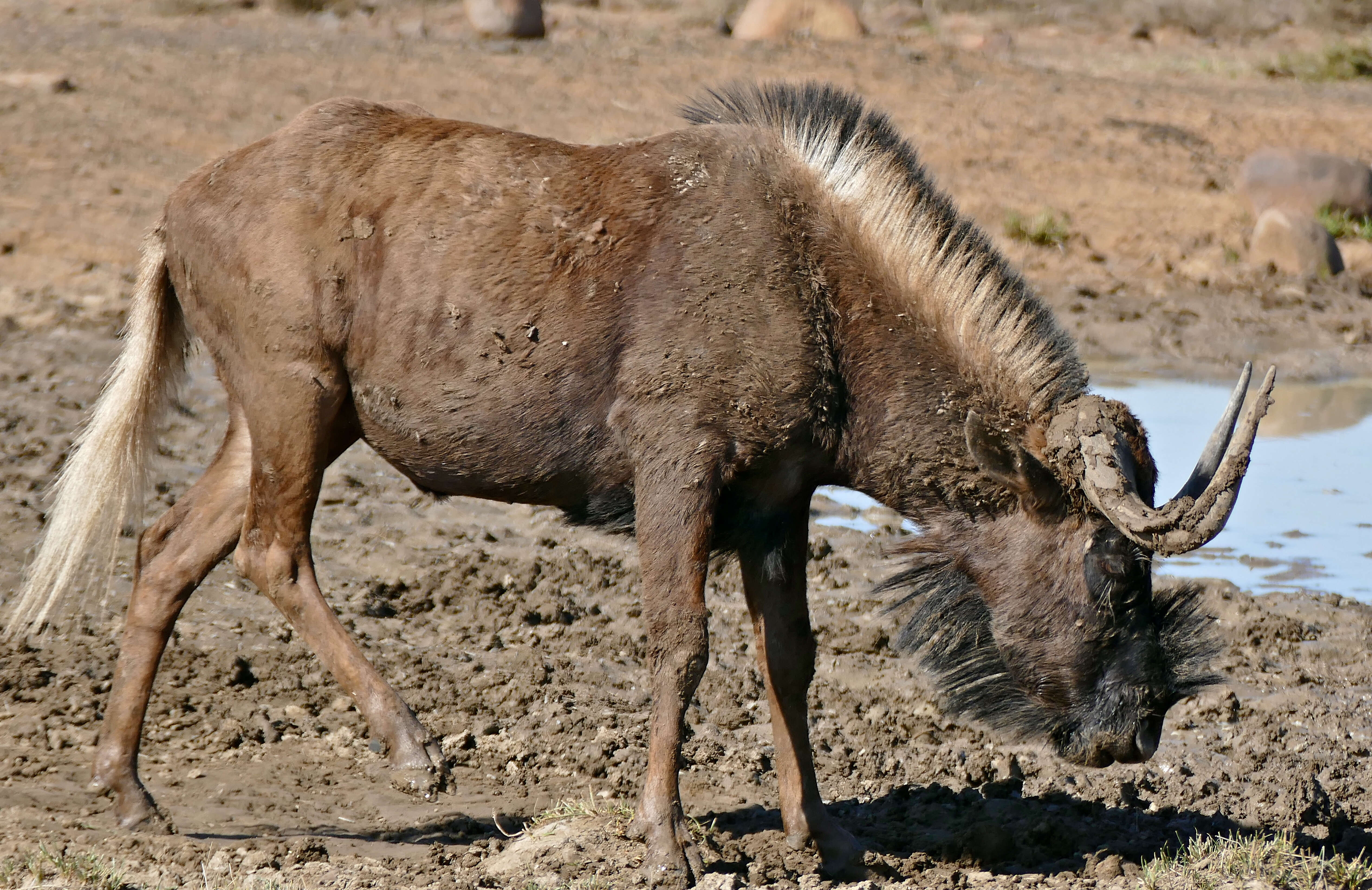 Image of Black Wildebeest