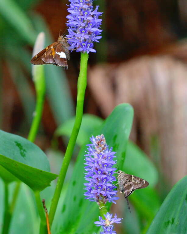 Image of pickerelweed