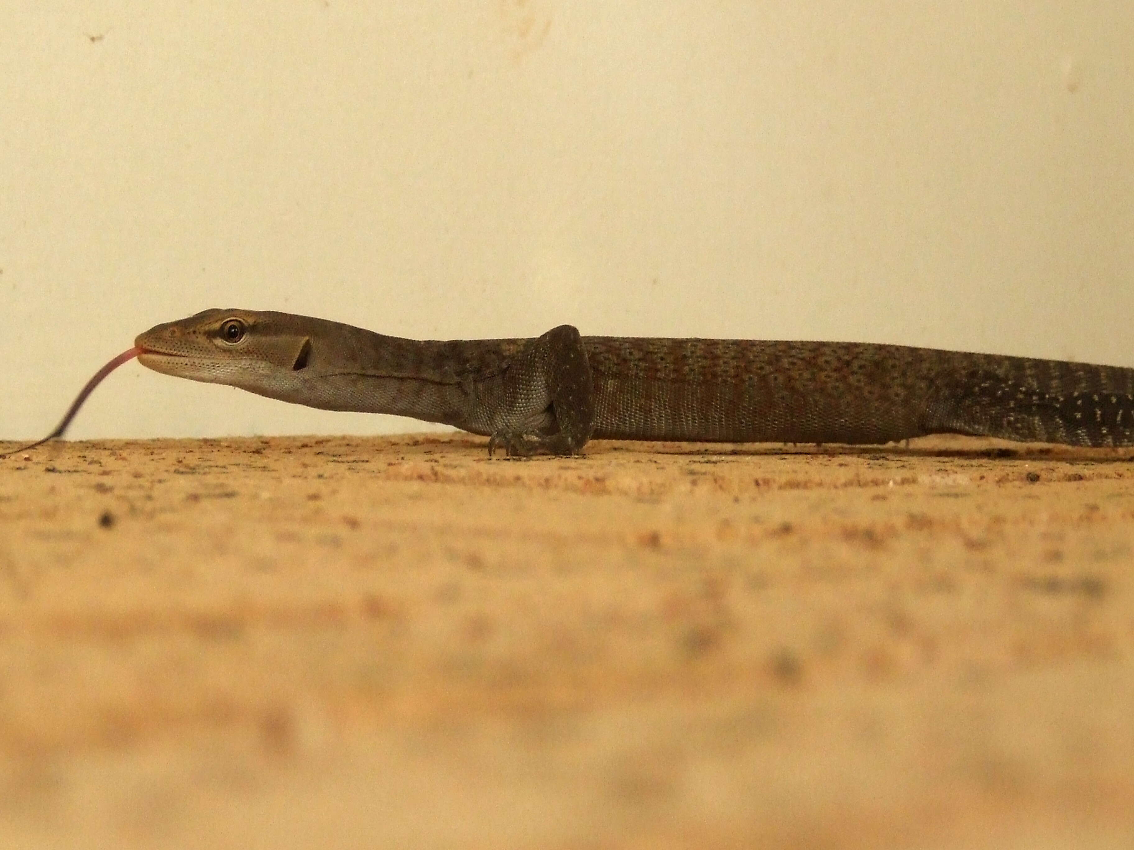 Image of monitor lizards