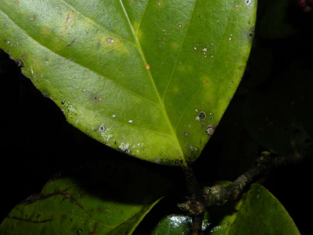 Image of Schlegelia parviflora (Oerst.) Monach.