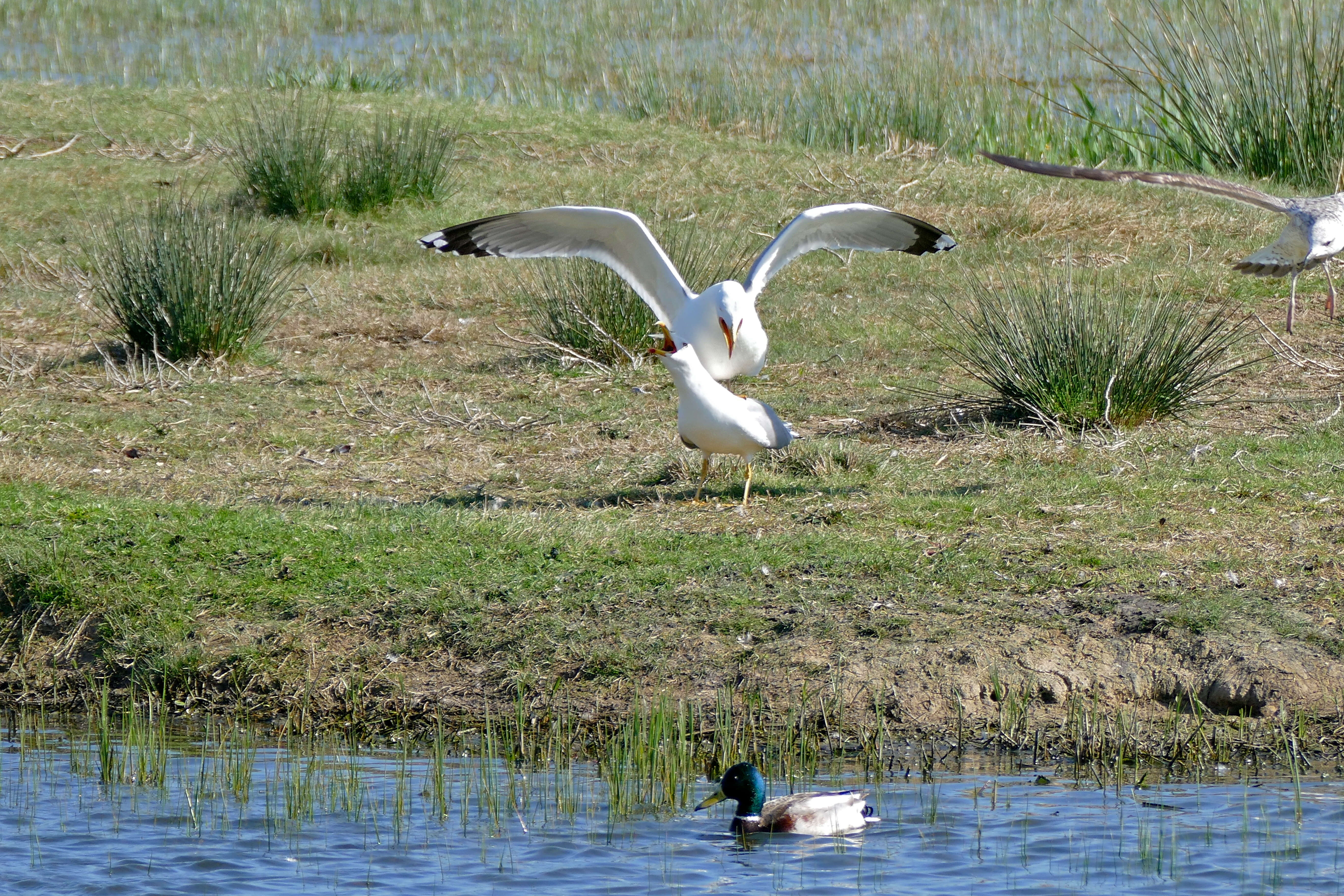 Imagem de Larus Linnaeus 1758