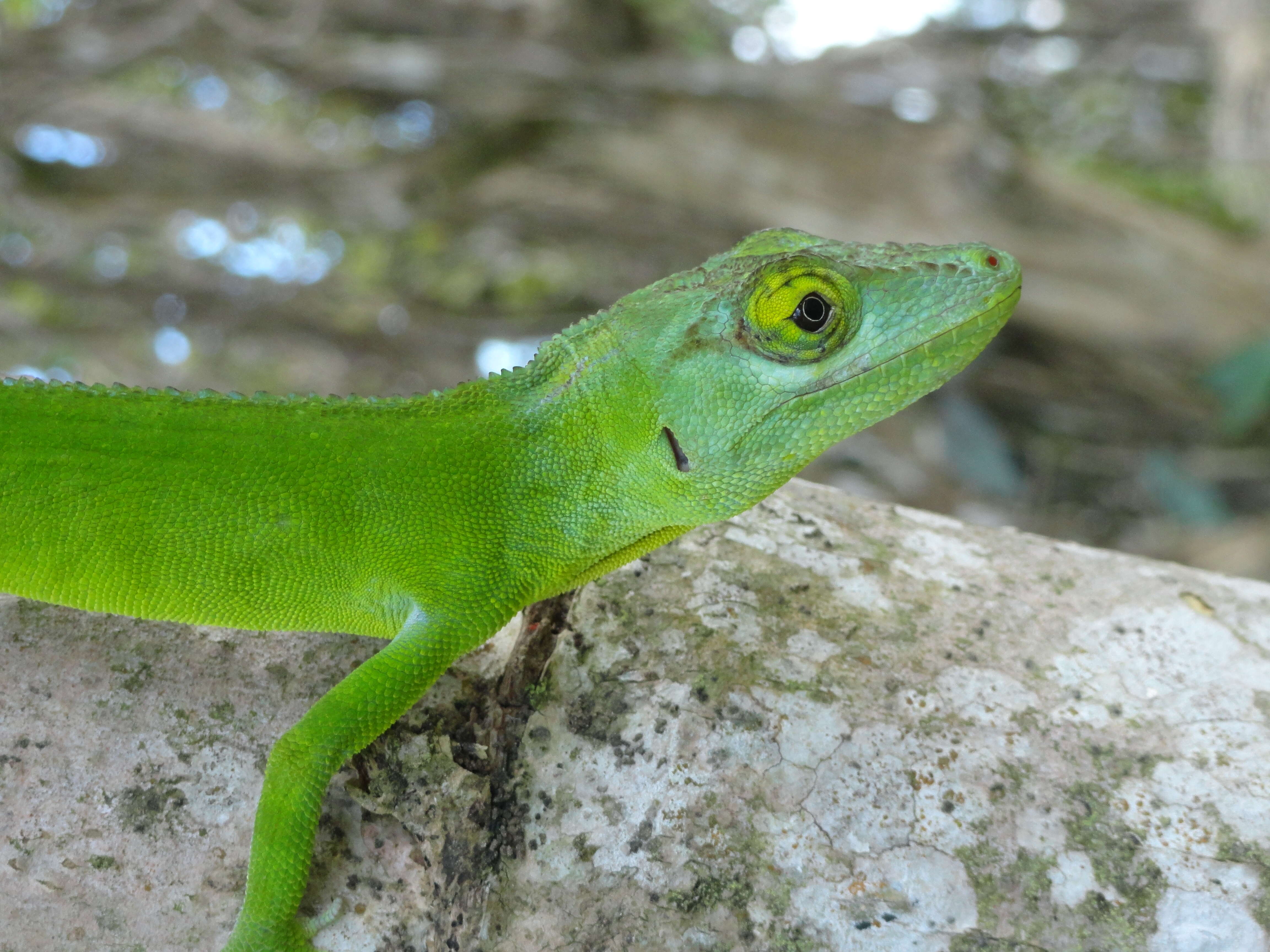 Image of Cuvier's Anole