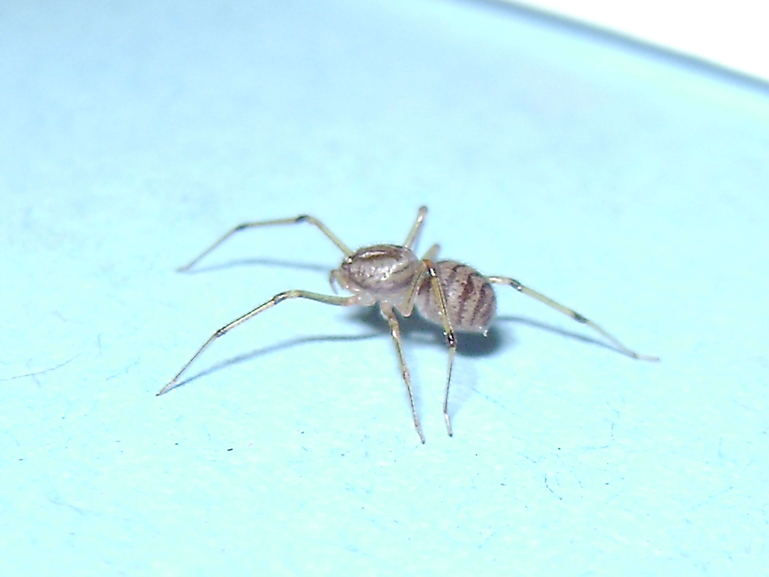 Image of spitting spiders