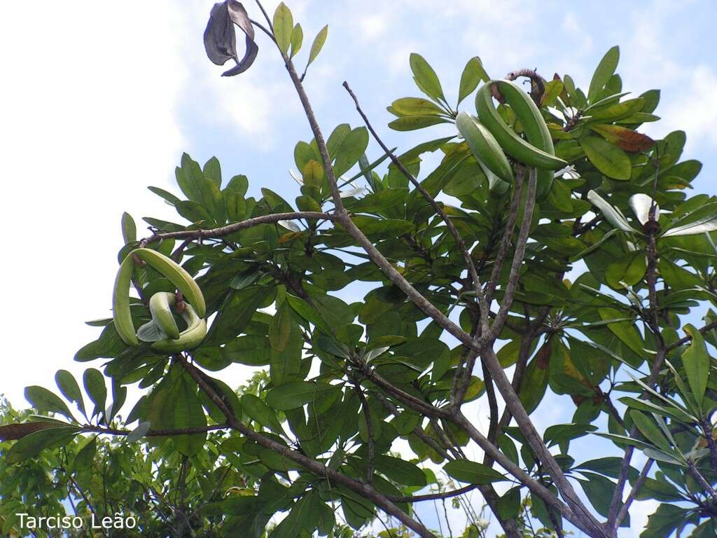 Himatanthus bracteatus (A. DC.) R. E. Woodson的圖片