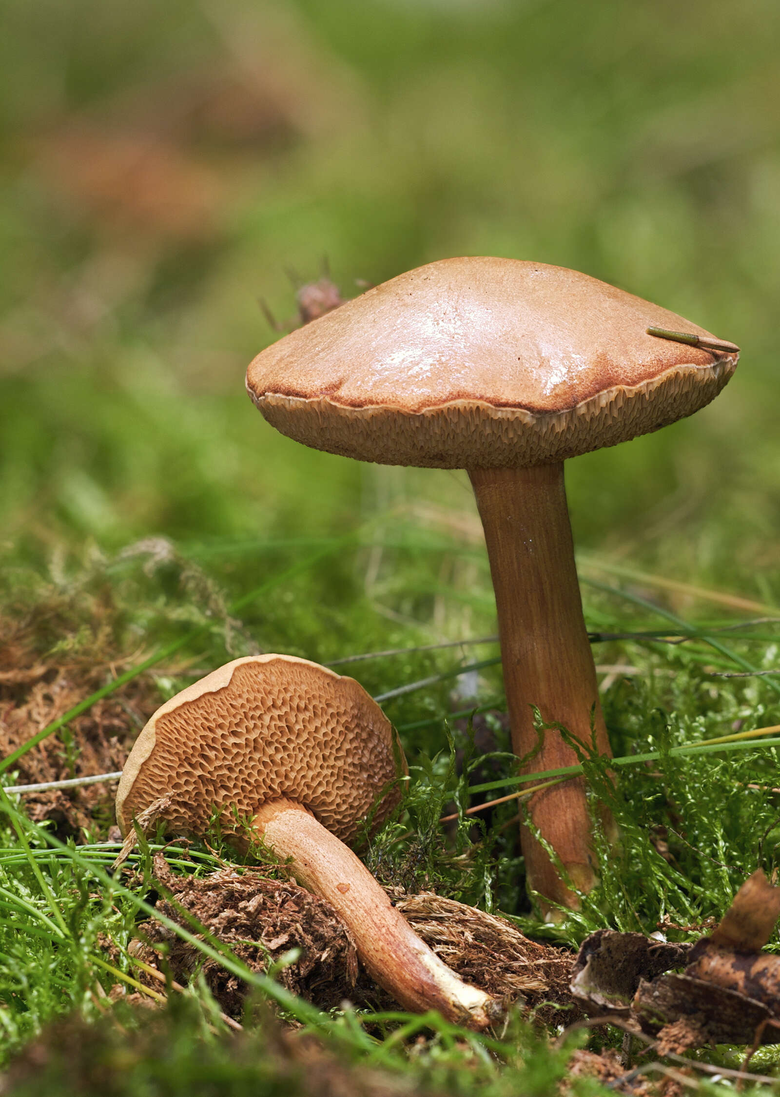 Image of Chalciporus