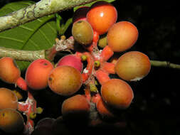 Image of Pubescent Sorocea (tree)