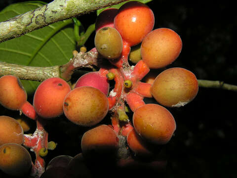 Image of Pubescent Sorocea (tree)