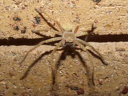 Image de Sparassidae