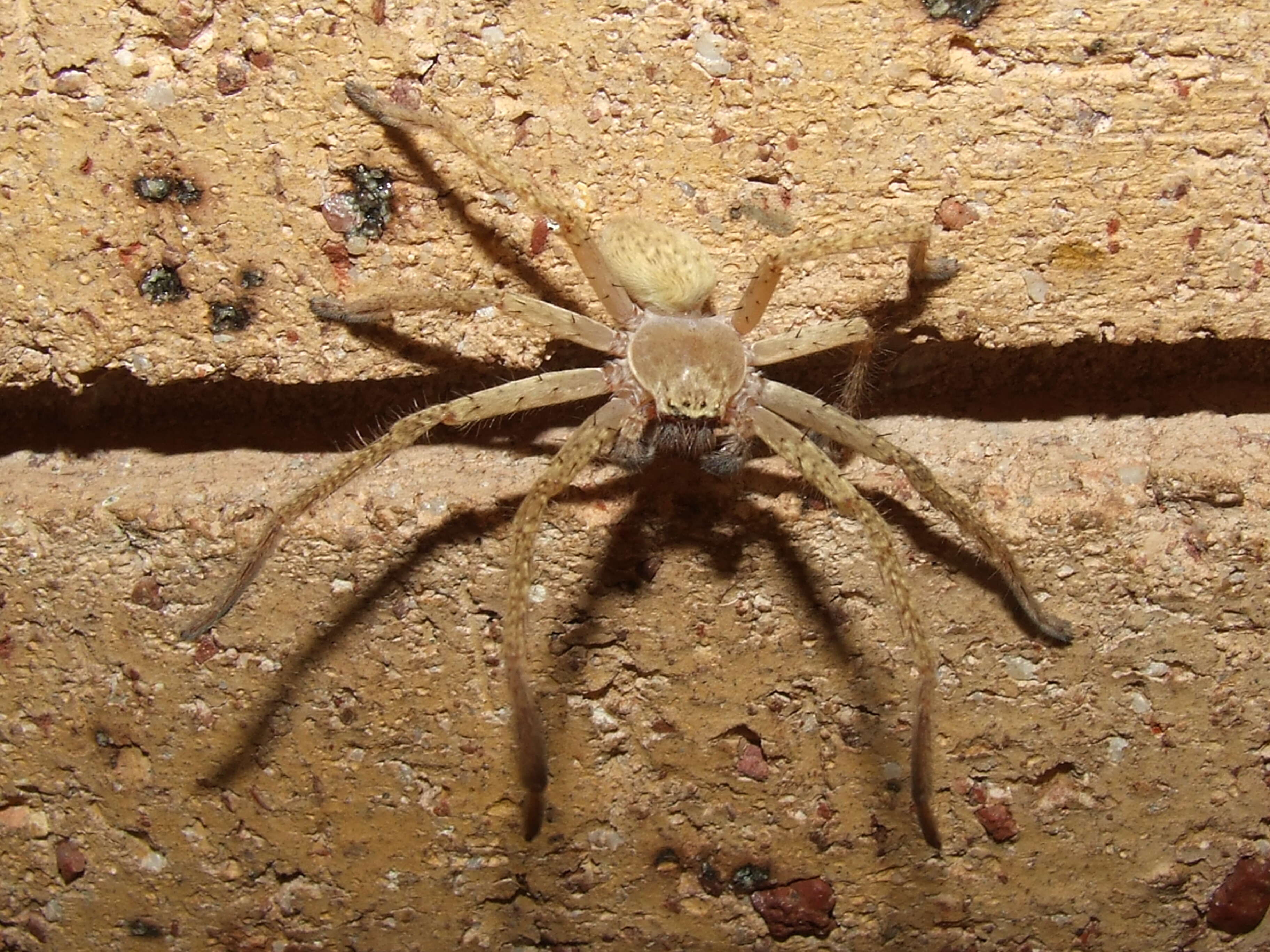 Image de Sparassidae