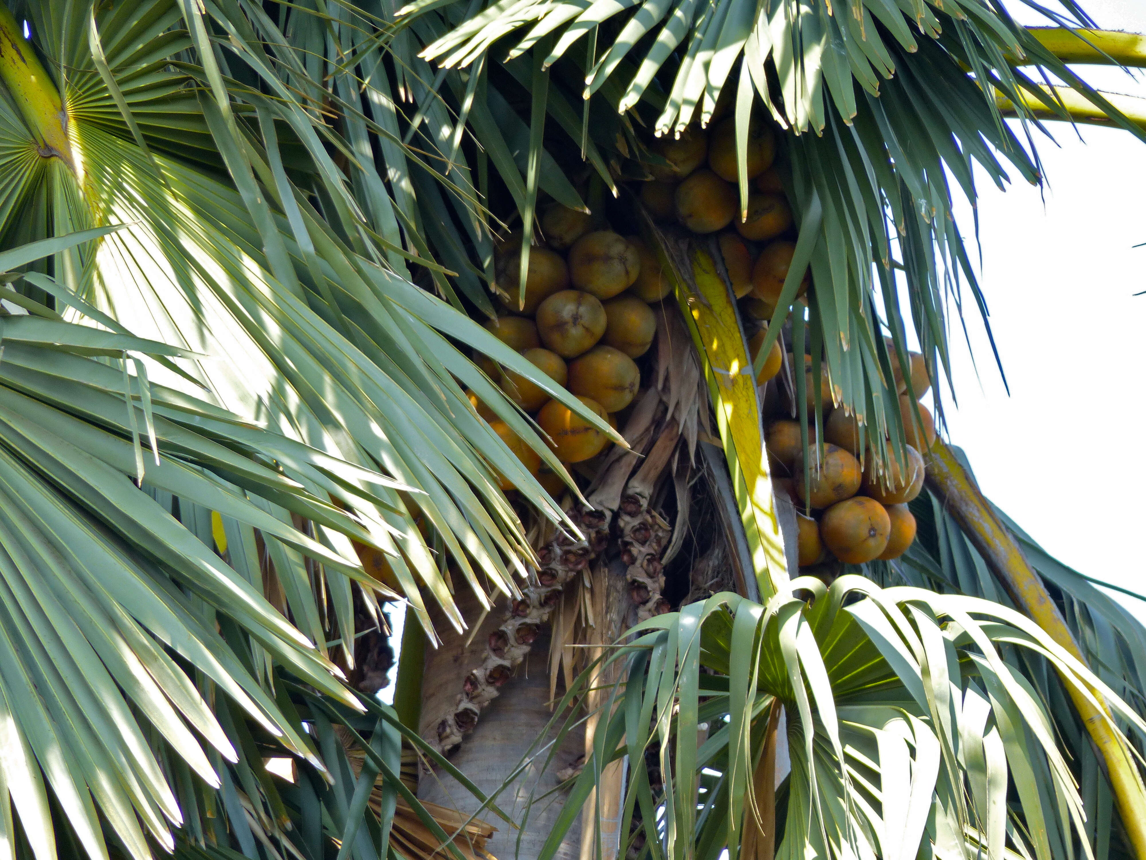 Image of borassus palm
