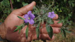 Image of Ruellia paniculata L.