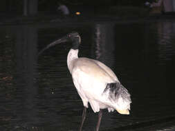 Threskiornis molucca (Cuvier 1829) resmi