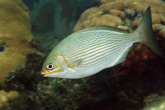 Image of Bermuda chub