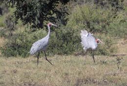 Image of Grus rubicunda