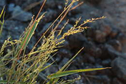 Image of signalgrass