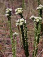 Image of bushmint