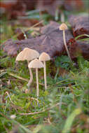 Imagem de Galerina graminea (Velen.) Kühner 1935