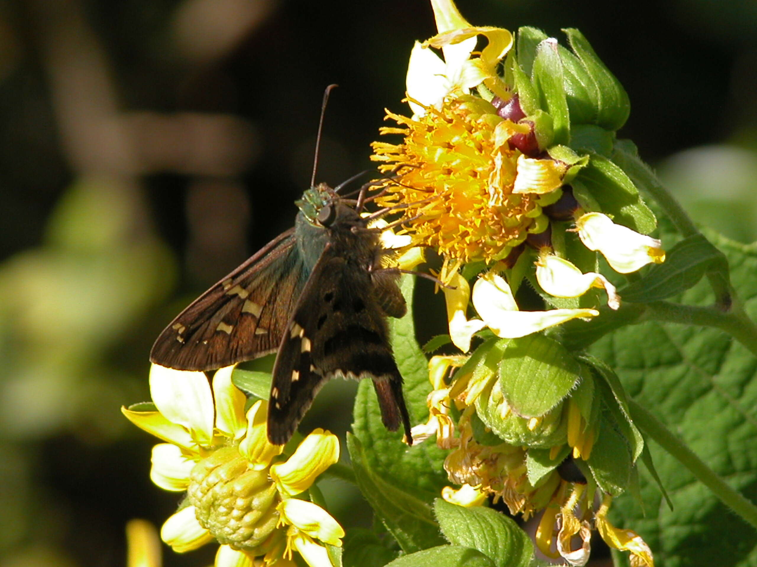 Image of Long-tailed Skipper