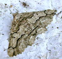 Image of Brassy Waved Umber