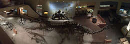 Image of sauropods and relatives