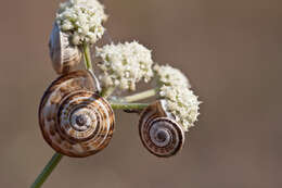 Image of Mediterranean Coastal Snail