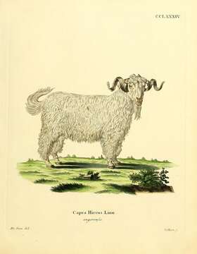 Image of domestic goat