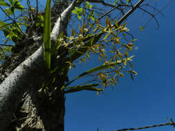 Слика од Encyclia stellata (Lindl.) Schltr.