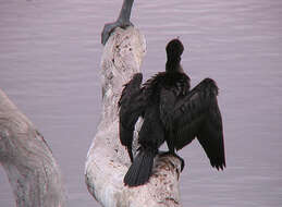 Image of Black Shag