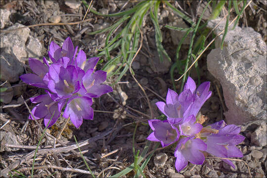 Image of Edraianthus