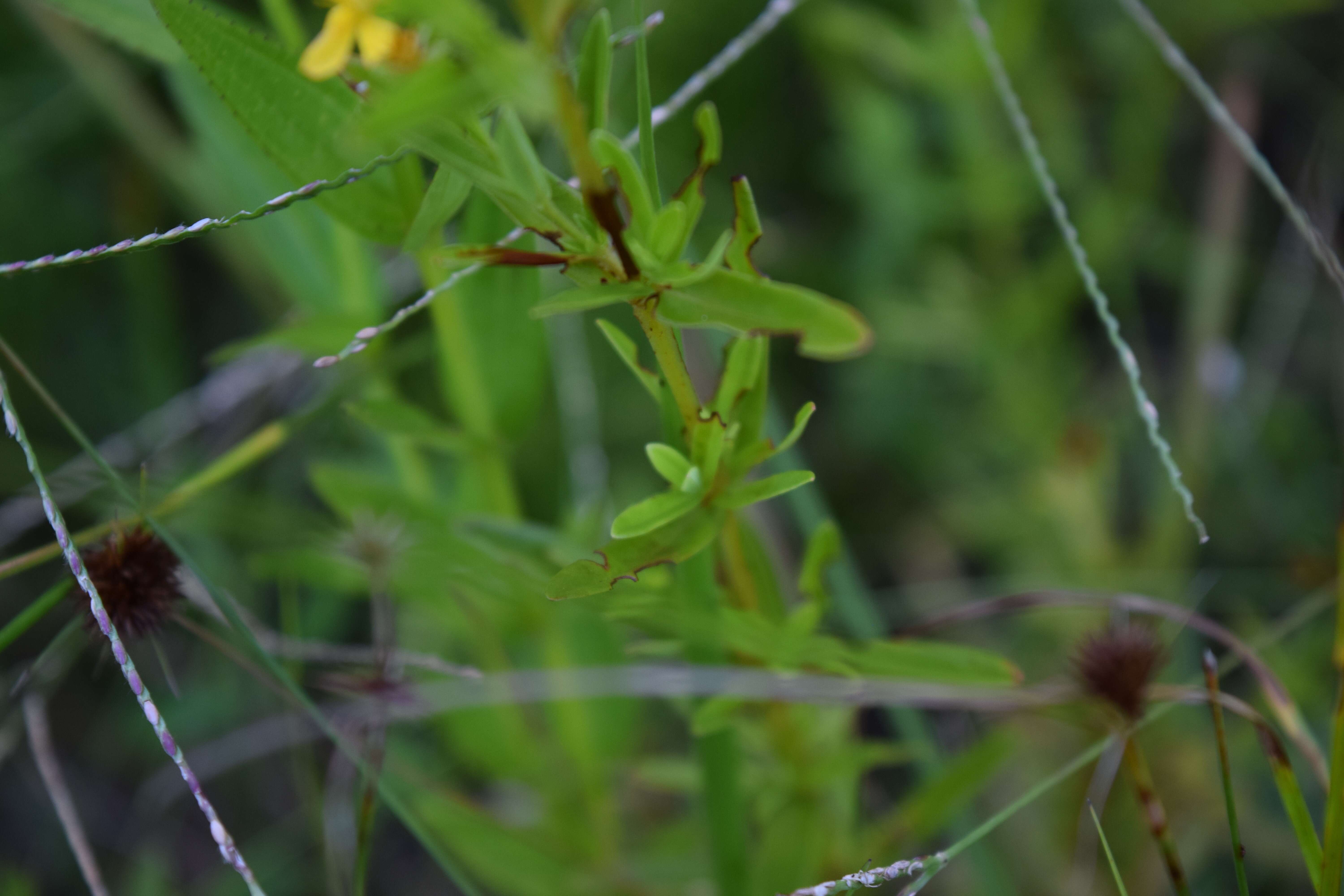 Image of cluster-leaf st.john's wort